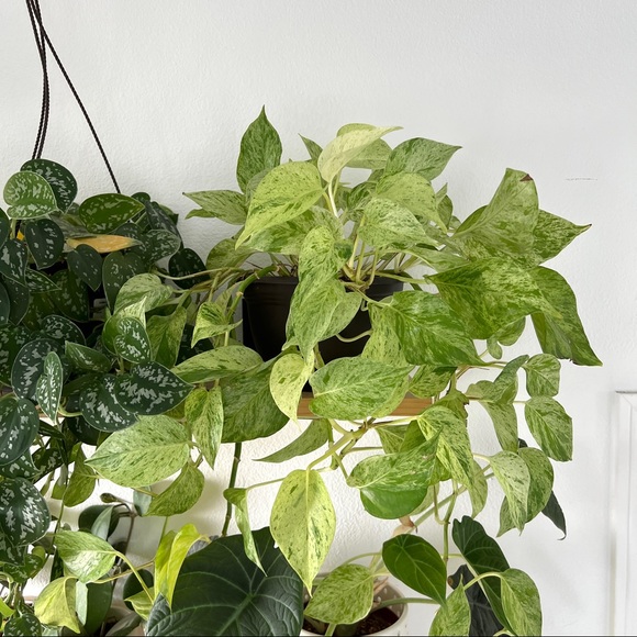 Vining plants bundle (peperomia hope, philo Brasil, marble queen, cebu blue) - Picture 3 of 5